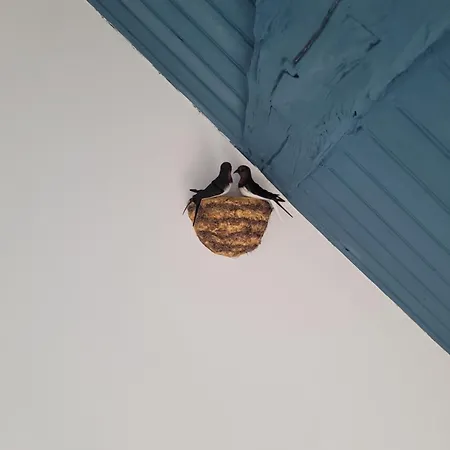 Les Hirondelles A 5 Mn De L' Aeroport 民宿 博韦